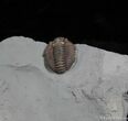 Curled Flexicalymene Trilobite ( Inches Long) #916-1